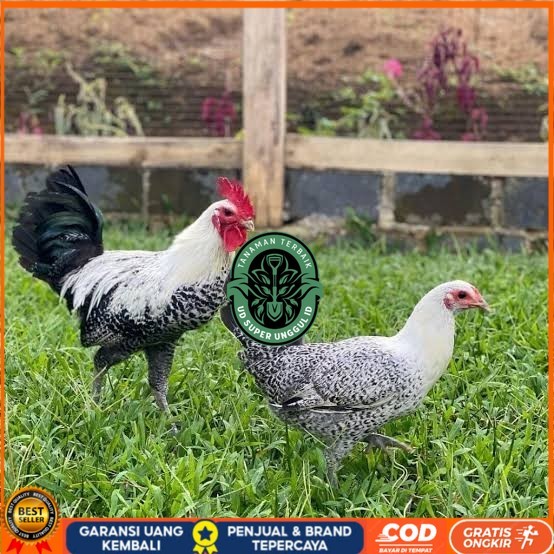 

Telur ayam arab fertil asli siap ditetaskan UD_SUPER_UNGGUL_ID