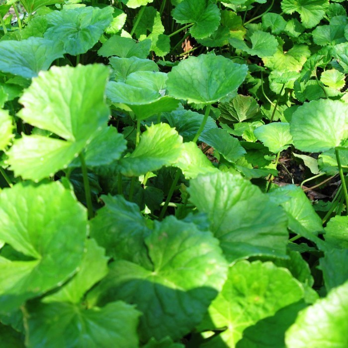 Daun pegagan segar /sayur pegagan/pegagan antanan/1kg