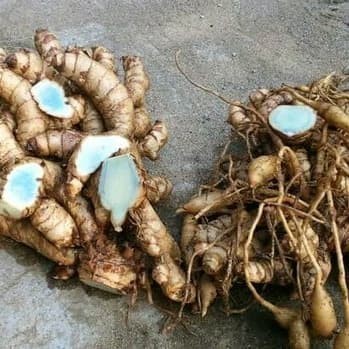 

temu hitam kunyit hitam organik Rempah_herbalCo
