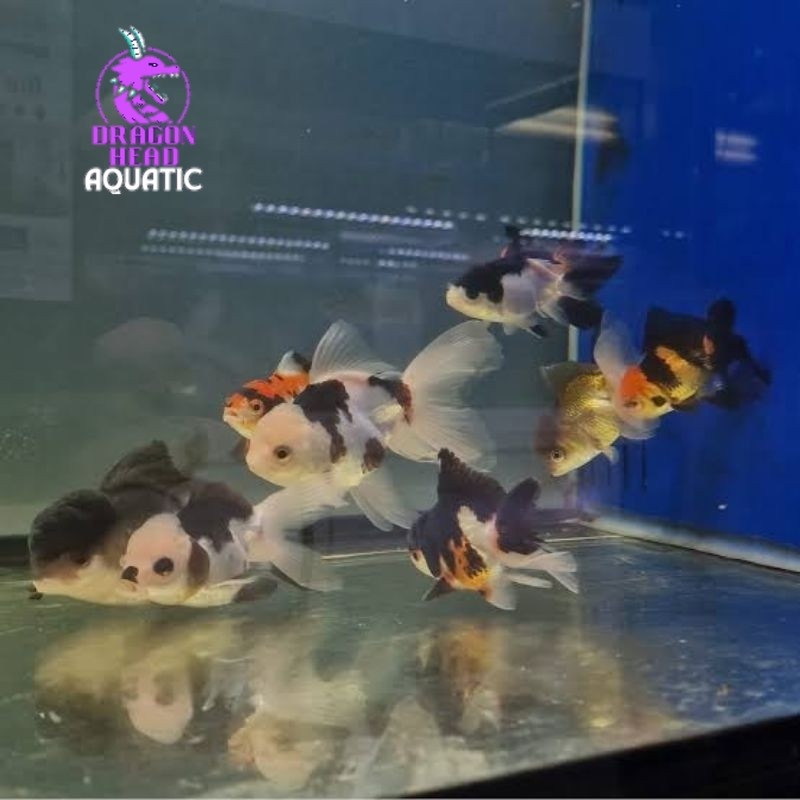 Goldfish Mas Koki Oranda Panda Size 5-6 Cm PAKET ISI 5