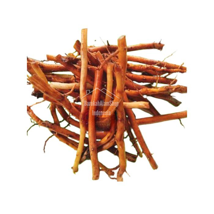 

Akar Pohon Kelapa Hijau dan Gading Per 500 Gram