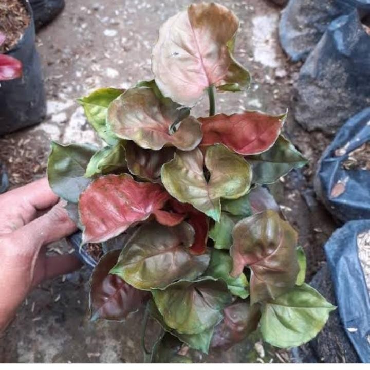 Tanaman hias syingonium pink mini/syingonium Maria - syingonium maria