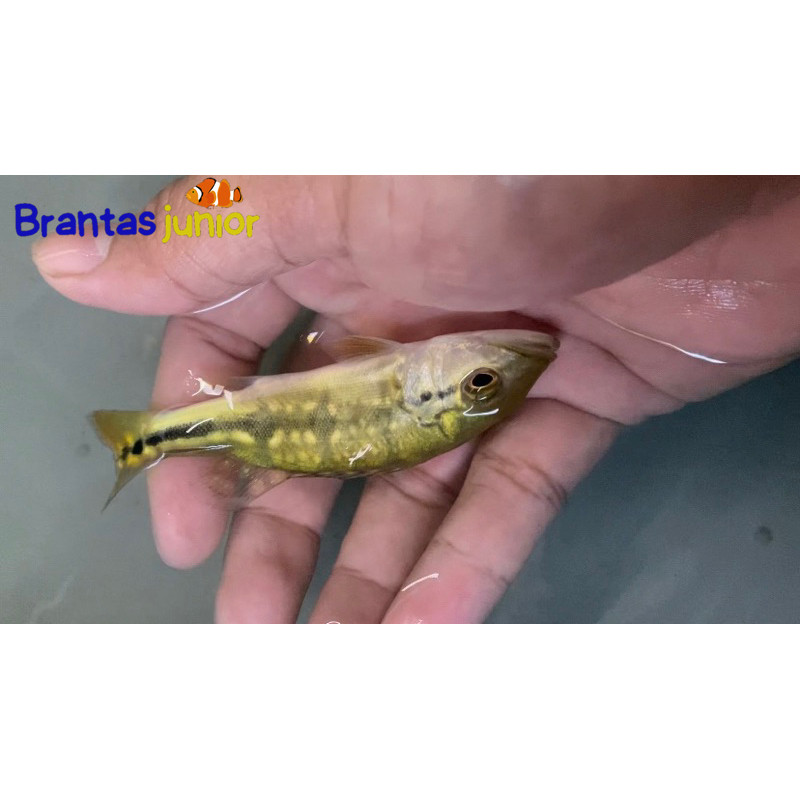 pbass xingu 7-8 cm pbas