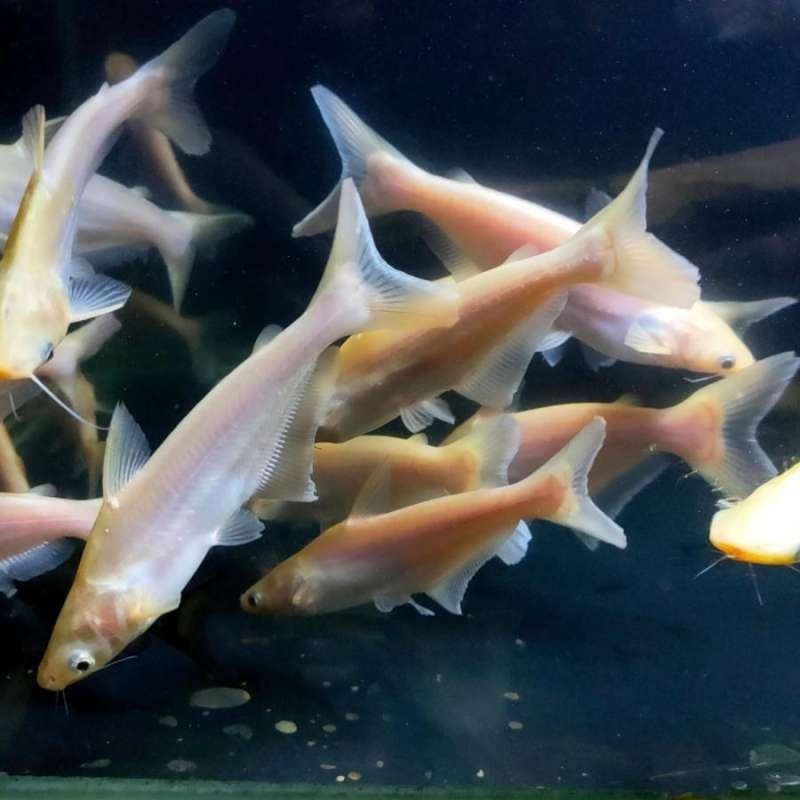 H Bibit Benih  Patin Albino Size 7 s/d  10 Cm (Pembesaran) - Beli 25 Ekor Bonus Pelet