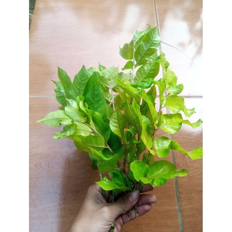 

Daun cakla cikli segar banyak khasiat 500gr Herbal COD