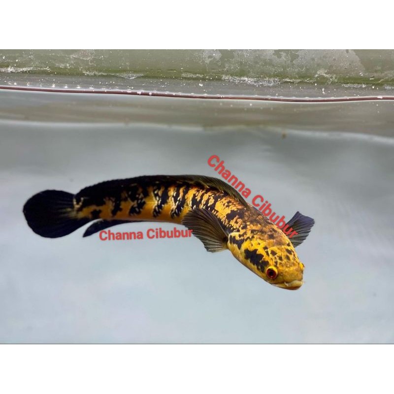 Hobi Baby Channa Maru Ys Atau Maru Yellow Sentarum Size 4CM-5CM Sampai 17CM-19CM Bahan Progres Sorti