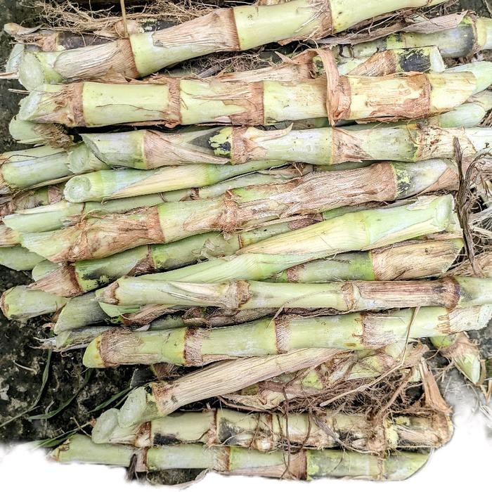 Bibit Rumput Odot 100 batang ,Rumput odot untuk pakan ternak domba