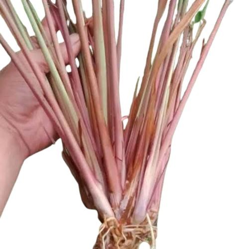 

. Sereh Merah Wangi 1kg Serai Lanang Organik - 500 Gram