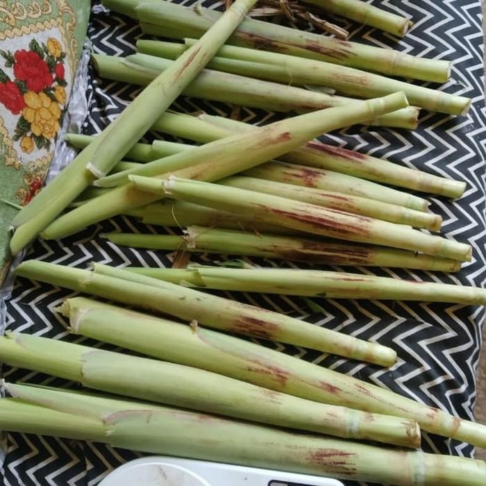 

promo turubuk telur turubuk segar ready