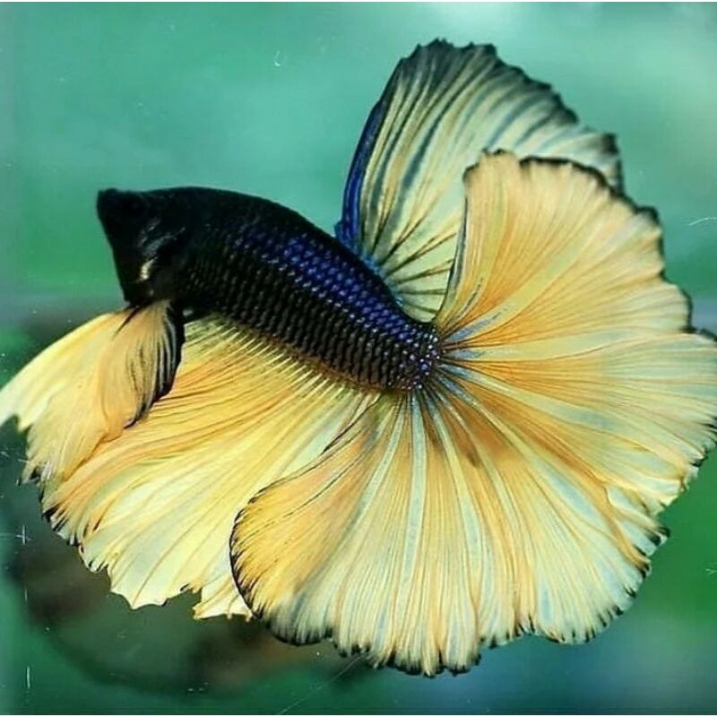 Cupang halfmoon slayer size jumbo