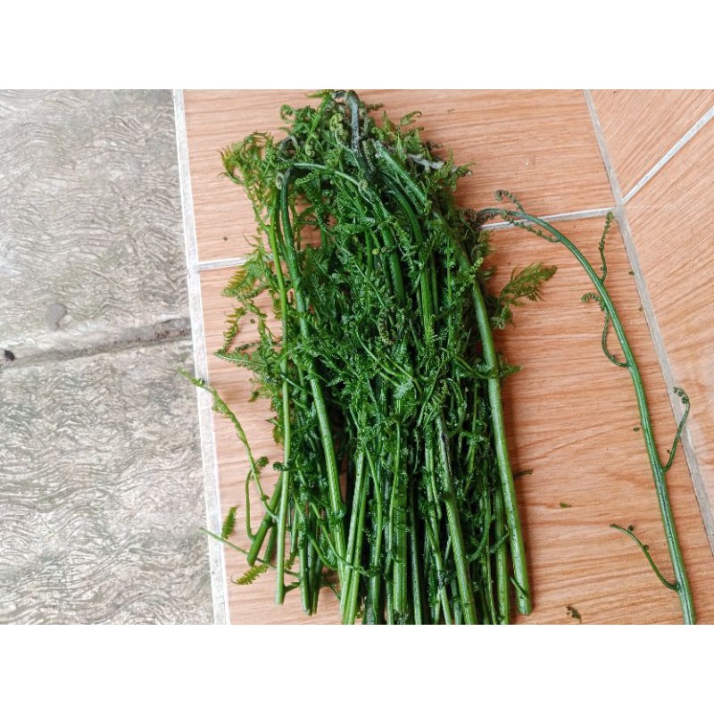 

Abh pakis sayur segar