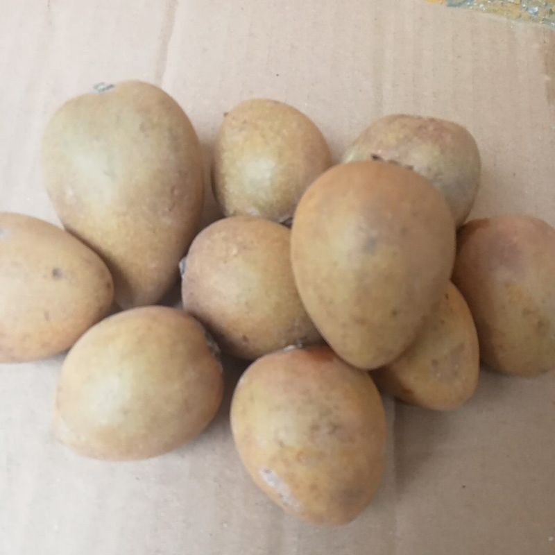 

[RS] Buah Sawo Madu Super 1kg