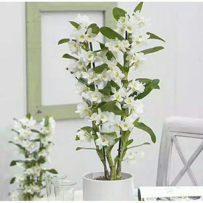 SEEDLING ANGGREK DENDROBIUM NOBILE WHITE