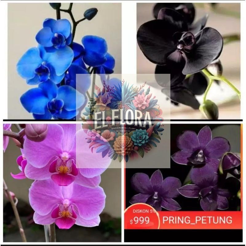 Paket 4 Seedling Anggrek Dendrobium Blue - Hitam - Pink dan Ungu -tanaman hidup-bunga-bunga hias