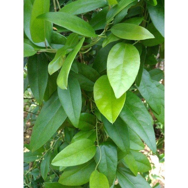 

Daun Cincau hijau non bulu/ Daun cincau jelly, Herbal Organik segar fresh 100 Lembar