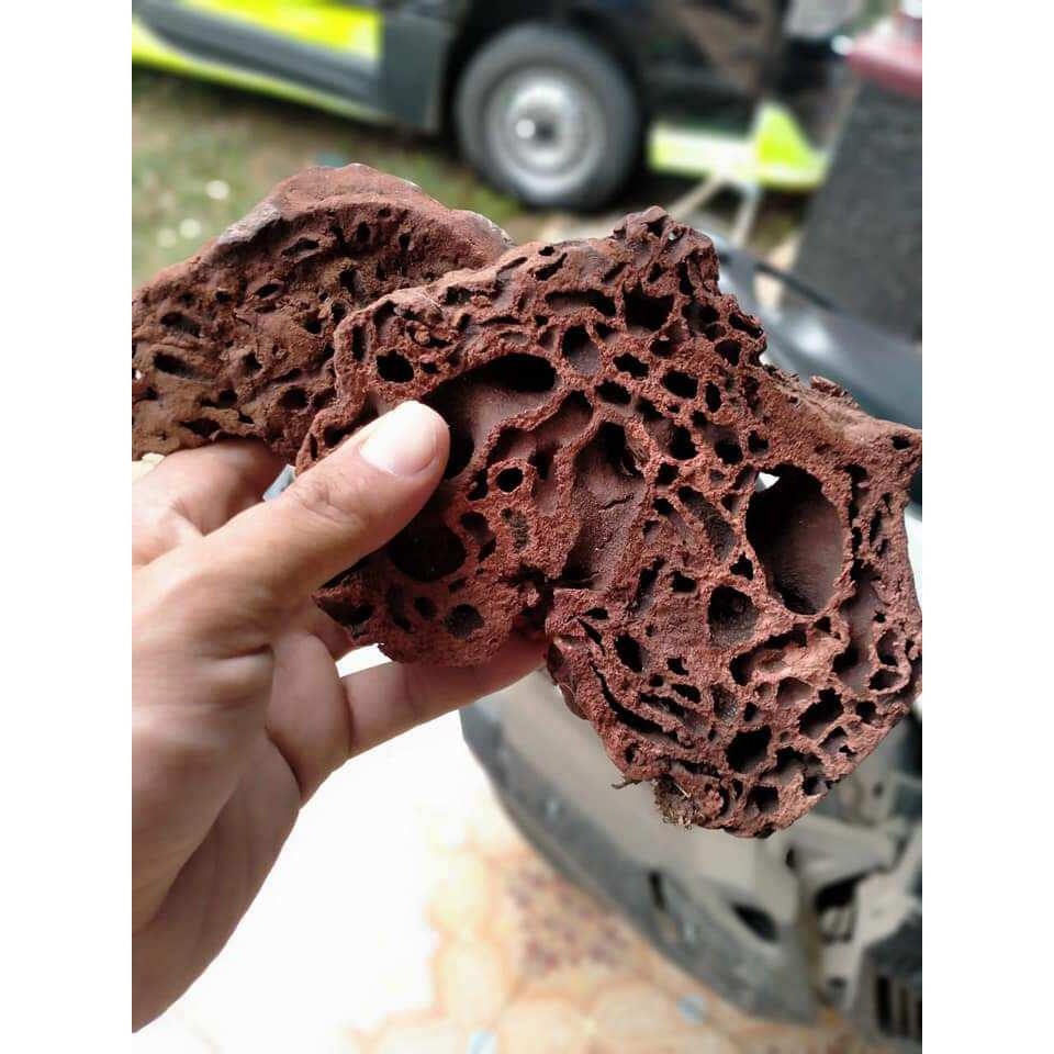 Sarang Semut Segar asli papua 1 kg