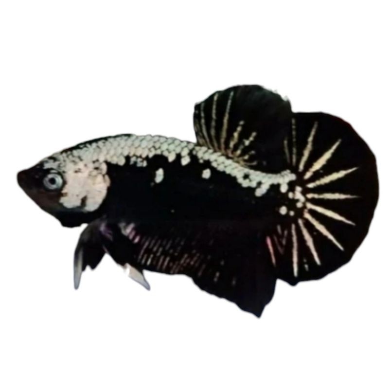 CUPANG BLACK SAMURAI + BLACK MAMBA GRADE A+