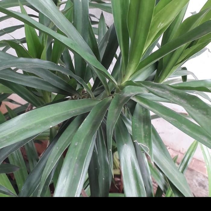 

daun Suji - pewarna alami fresh segar