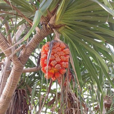 

buah pandan duri segar1 tandan