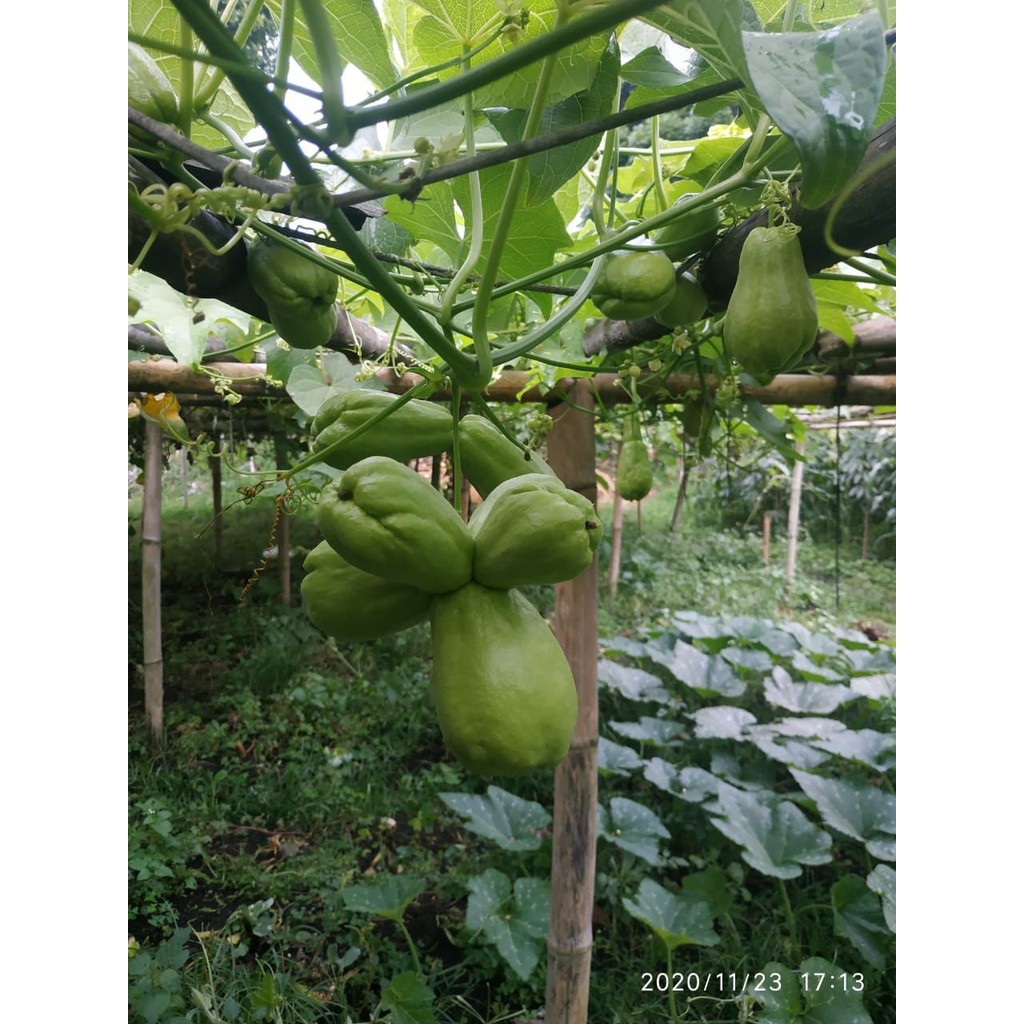 bibit labu Siam si anggur buah lebat