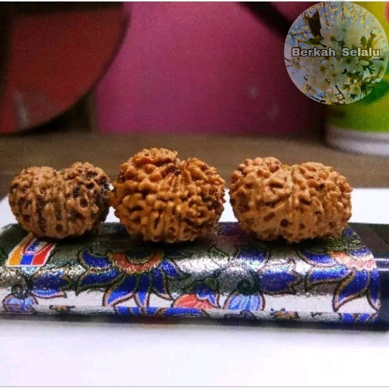 JENITRI BODONGAN MUKHI 13 GARIS 13 LANGKA Berkah_Selalu