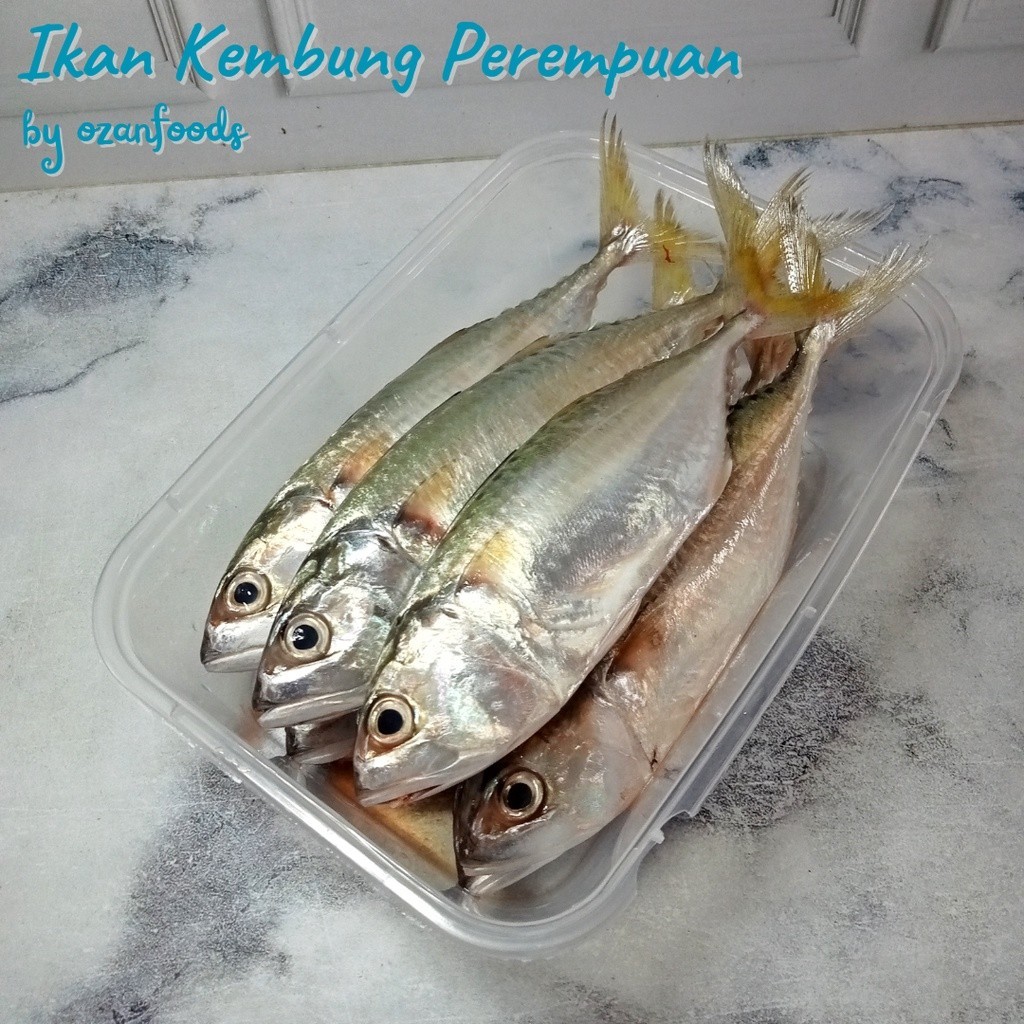 

Ikan Kembung Perempuan
