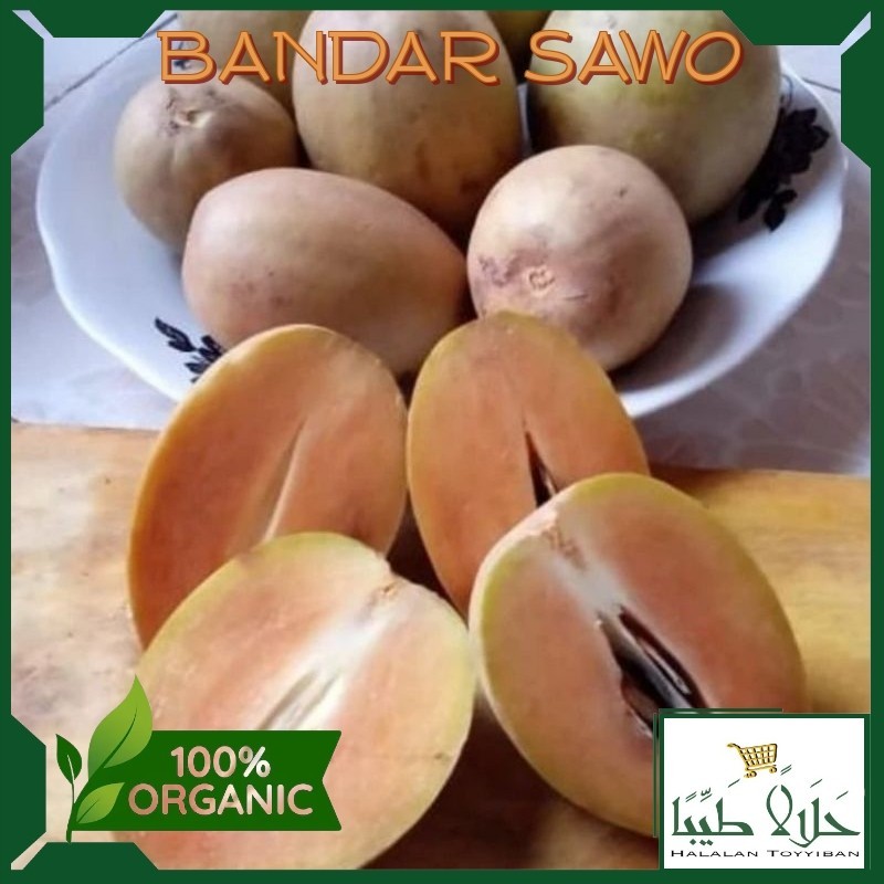 

BANDAR sawo madu fresh 1 kg / buah sawo madu 1 kg