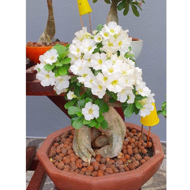 Tanaman Hidup Bunga Adenium Tumpuk TRIPLE WHITE JASMINE (Size A) -Tanaman Hias Bonsai Kamboja Jepang