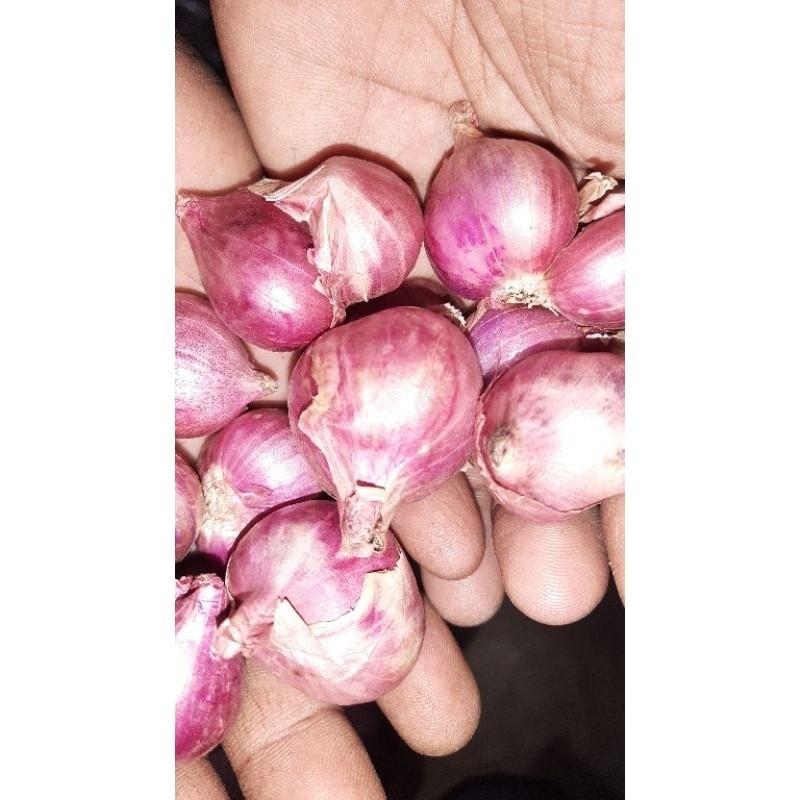 

bawang merah organik [ super ] 1kg