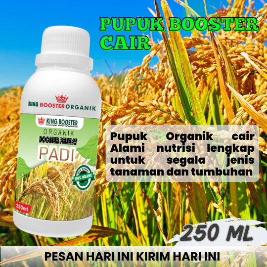PUPUK CAIR PADI Pupuk Pelebat Padi dan Booster Perangsang Padi  Supaya Cepat Berbuah Lebat 250 ML