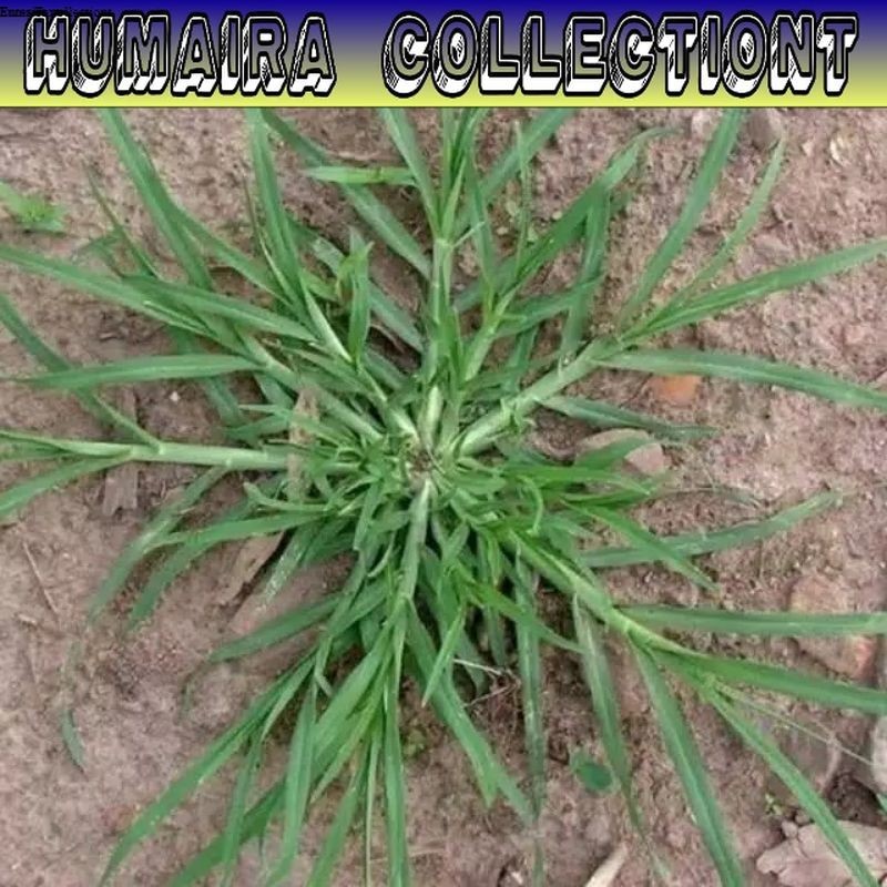 

Obat Herbal Rumput Angsa 250 Gram