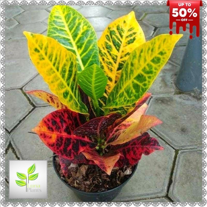 ( BISA COD ) Tanaman Hias Puring Macan / Pohon Puring Macan Murah