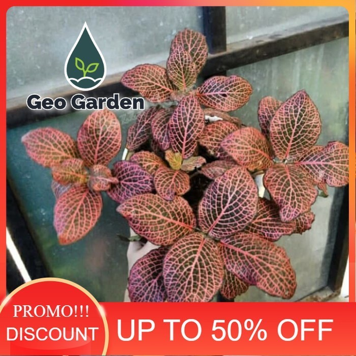 tanaman hias episcia mutiara merah - fittonia merah