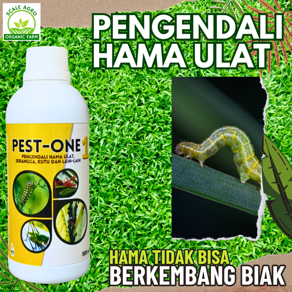 obat semprot hama ulat daun, obat hama ulat paling ampuh, obat inteksida hama ulat