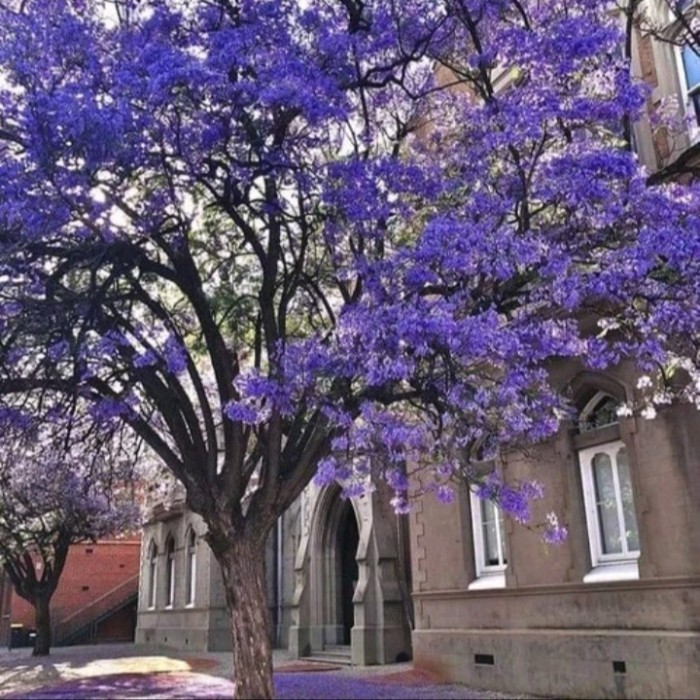 Tanaman hias tabebuya 2 meter