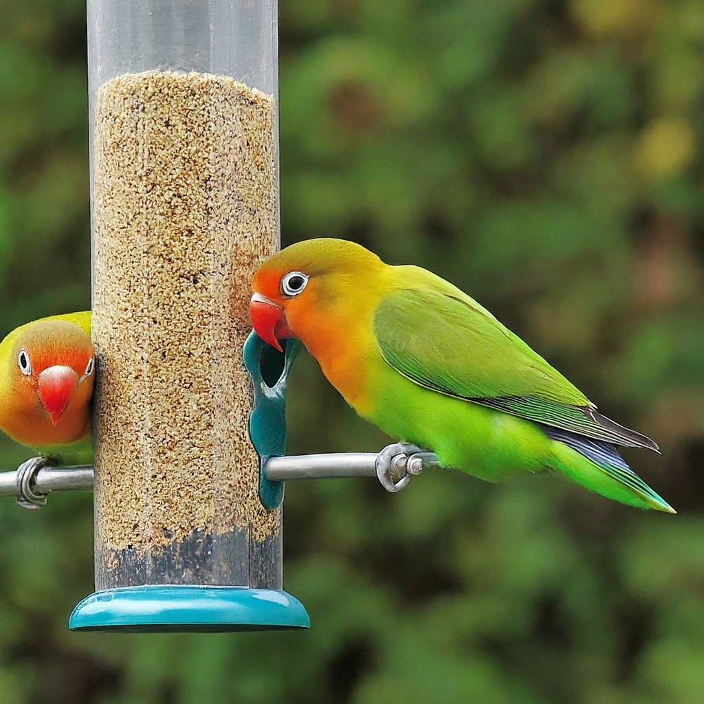 Pakan Lovebird Millet Putih Millet Kuning Millet Merah Millet Hitam