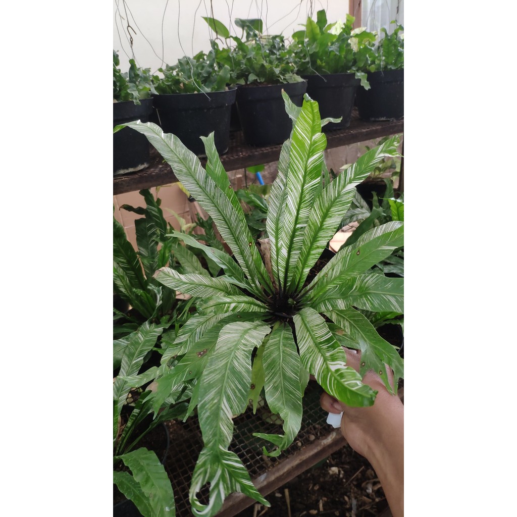 Tanaman Hias Kadaka Variegata - Pakis Sarang Variegata Unik untuk Dekorasi Taman