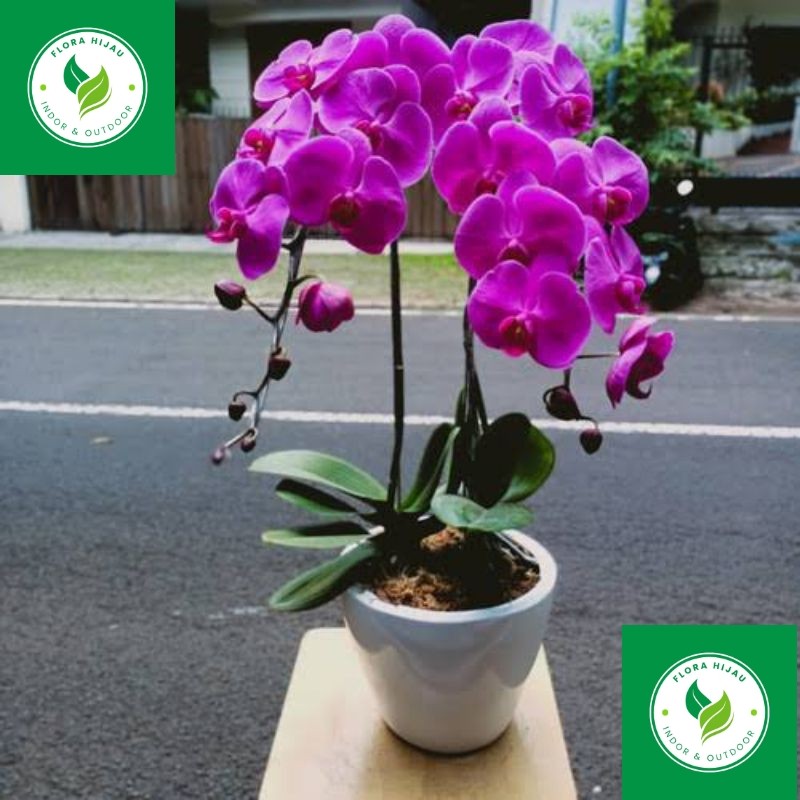 - ( BISA COD ) TERMURAH Tanaman Hias Anggrek Bulan Ungu Siap Berbunga Tanaman Indoor Bunga Anggrek B