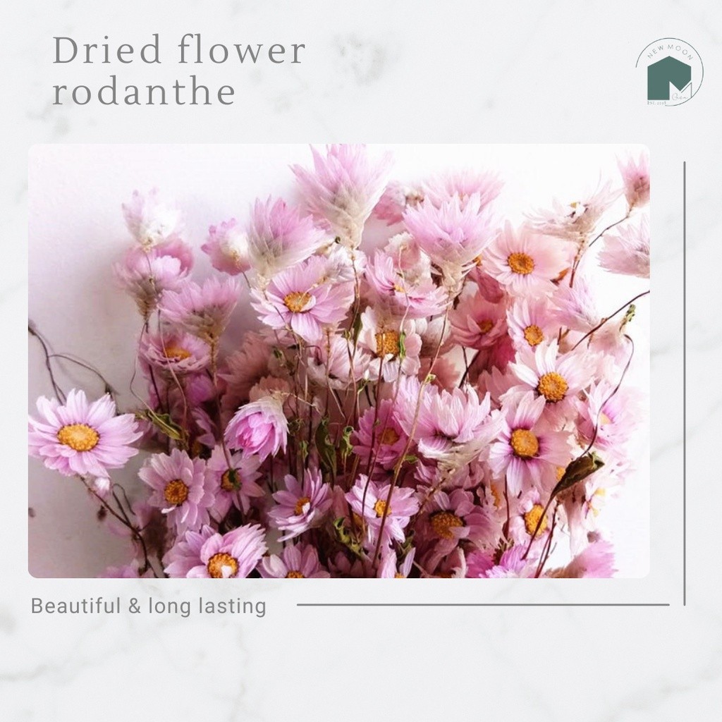 Natural Dried Preserved Daisy Rodanthe Flower Plants Dekorasi Bunga Kering Rustic Vintage  Tanaman A