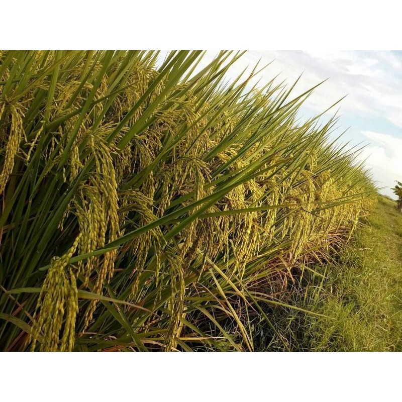 BIBIT PADI PADI DAN BENIH PADI BENIH PADI 2 TONGKOL KEMASAN 1KG PREMIUM