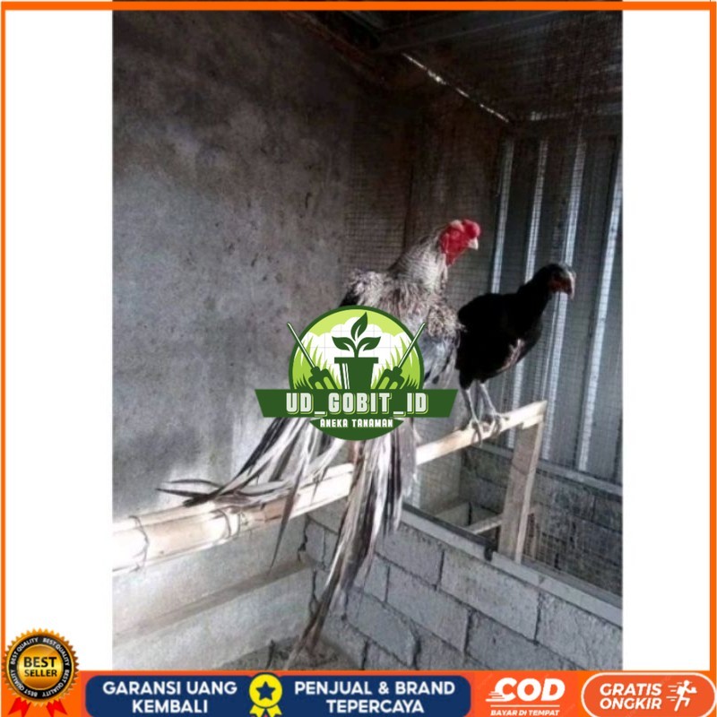 

Telor Ayam Bangkok Ekor Lidi Telur Ayam Hias Fertil hanya untuk ditetaskan UD_GOBIT_ID