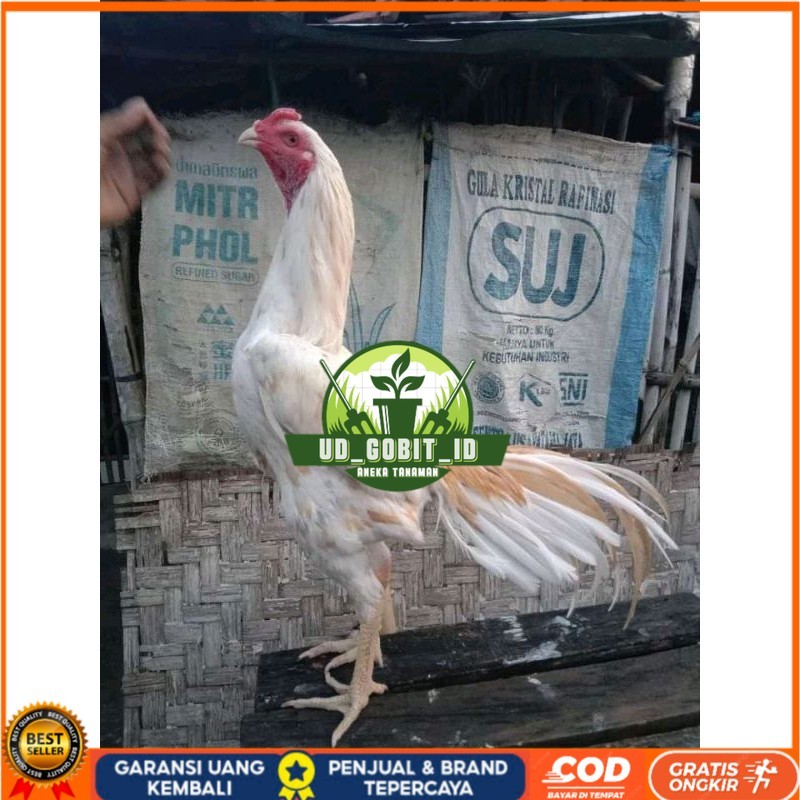 

TELUR FERTIL PLUCKER PAKOY ISTIMEWA UD_GOBIT_ID