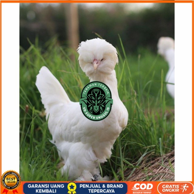 

Telur ayam hias sultan fertil siap ditetaskan Langsung UD_SUPER_UNGGUL_ID