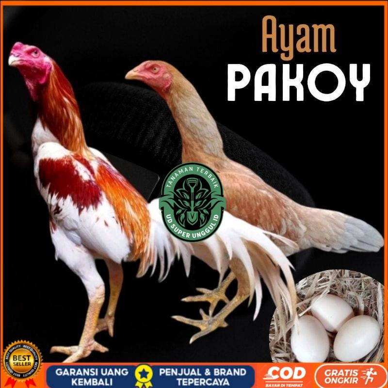 

telur ayam pakhoy ori thailand petarung untuk di tetaskan UD_SUPER_UNGGUL_ID