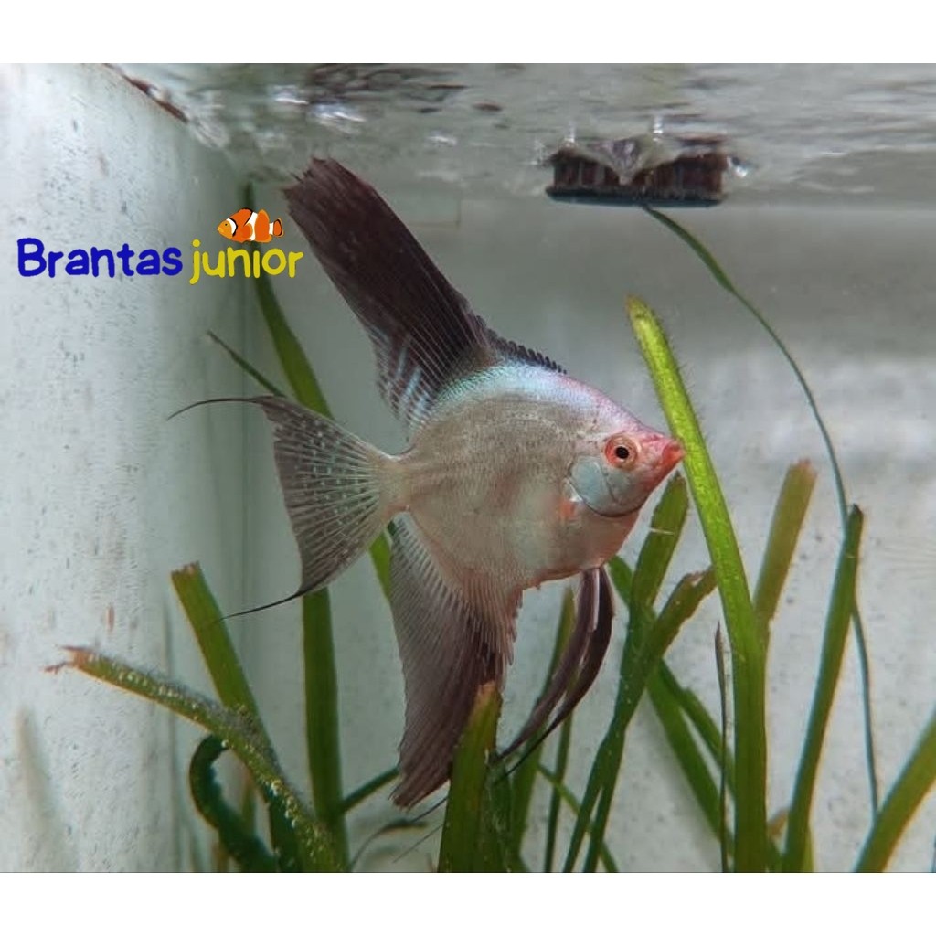 Bulgarian Seal Point Angelfish  manfish BSP aquascape