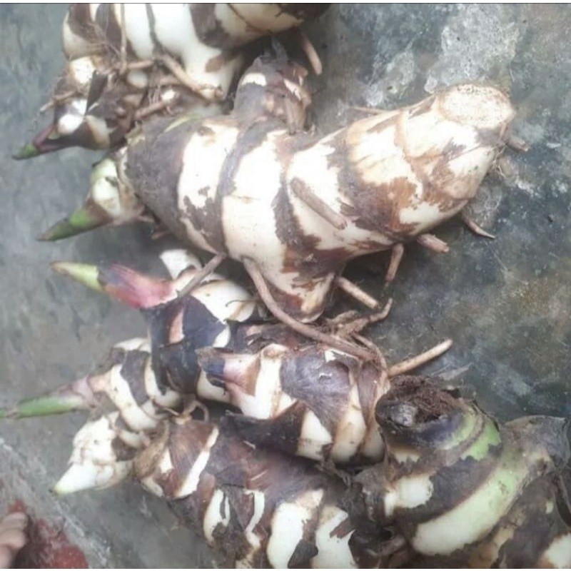 

Promo Umbi Ganyong Putih Segar 500gram, Baru di Panen Ketika Orderan Masuk Rempah_herbalCo