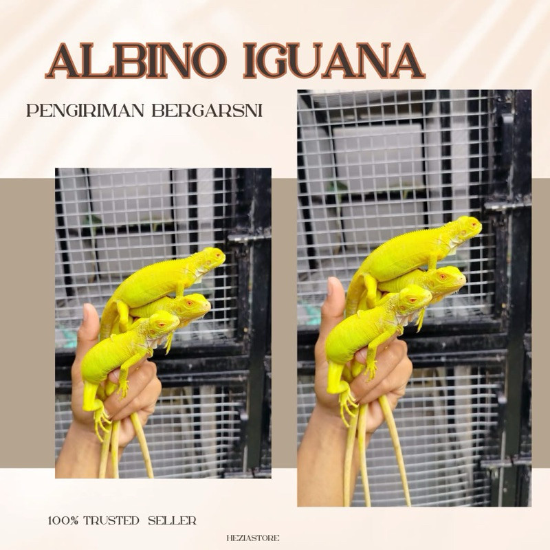 Lampu reptile iguana albino / iguana albino lampu / iguana kuning lampu