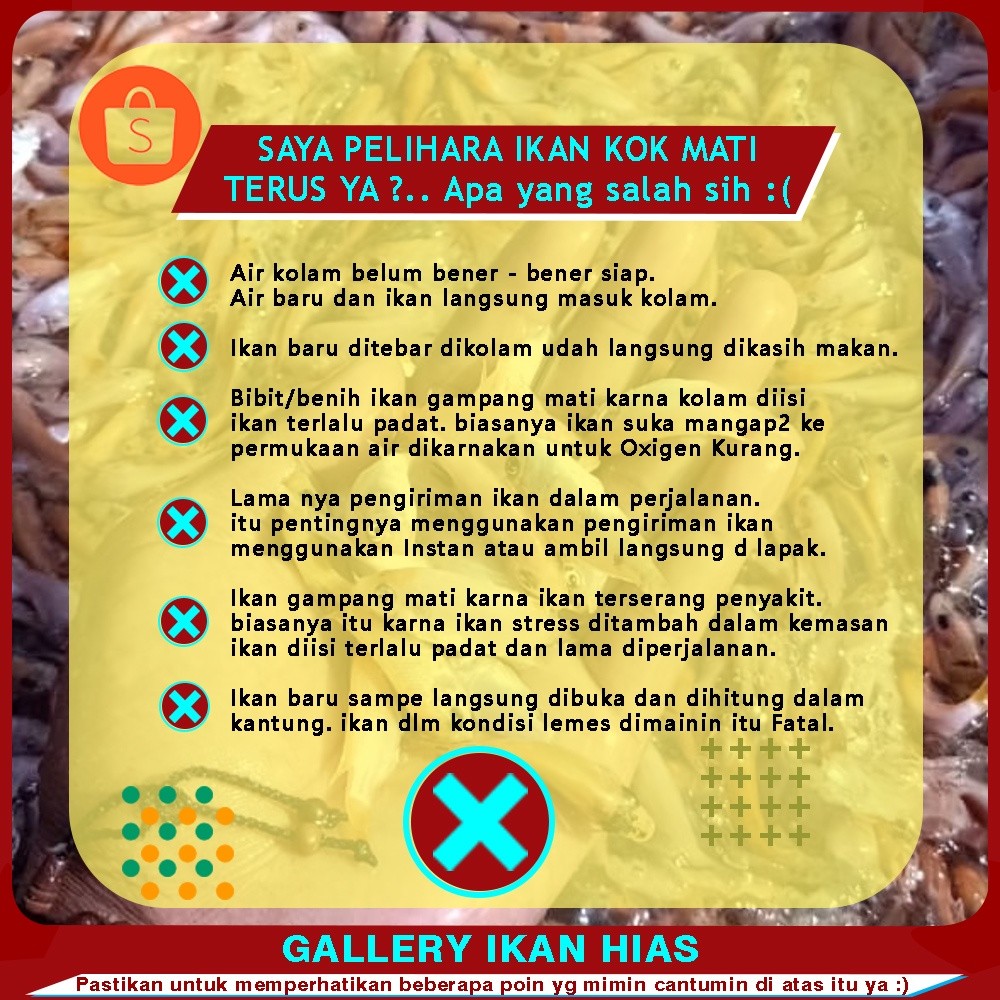 Hobi (Langsung Dari Petani) Paket 50ekor Bibit Nila Merah Murah Bogor Depok | benih nila merah 4-5Cm