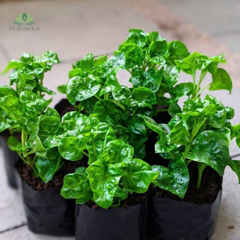 BAYAM BRAZIL - Bibit Tanaman Bayam Brazil Sayuran Biasa Aja