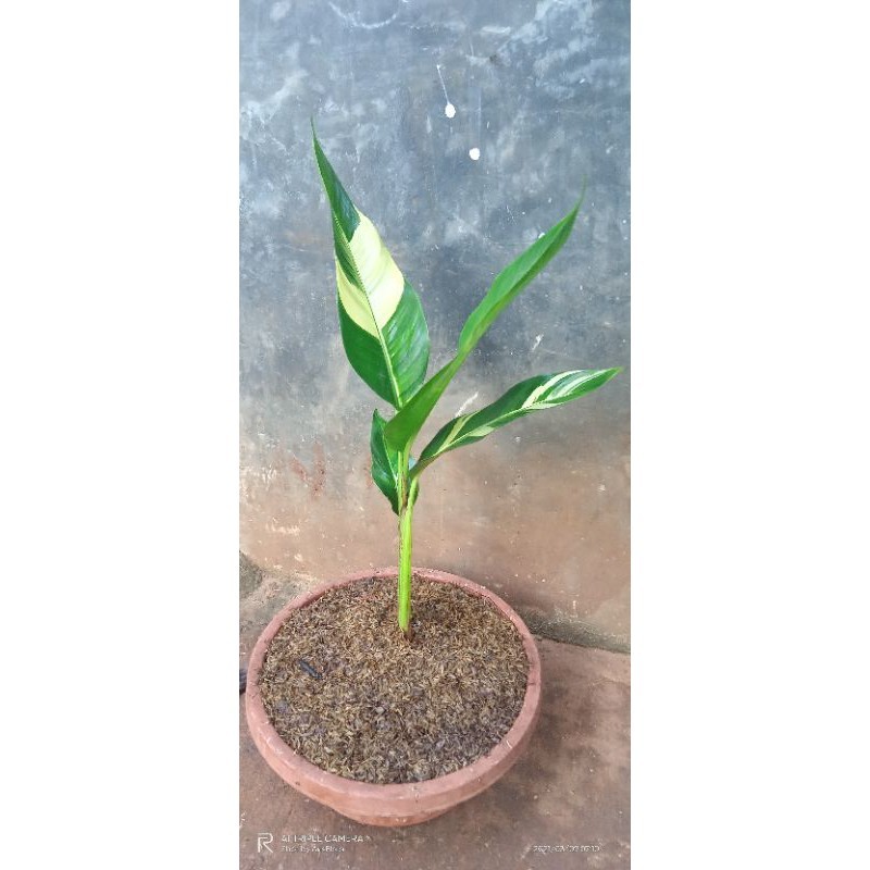 tanaman Hias heliconia pisang_pisangan varigata kuning